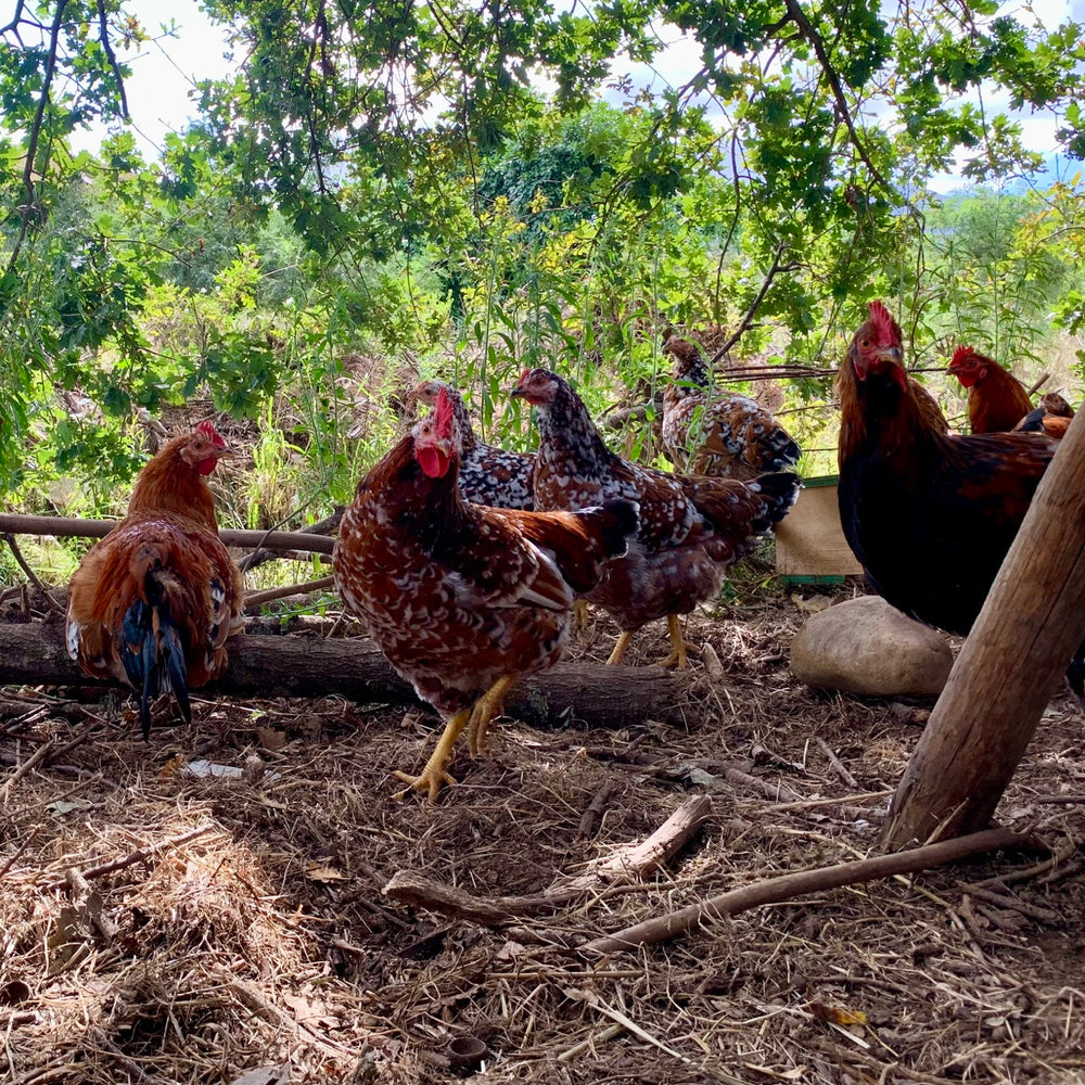 Farm Eggs (mixed size)