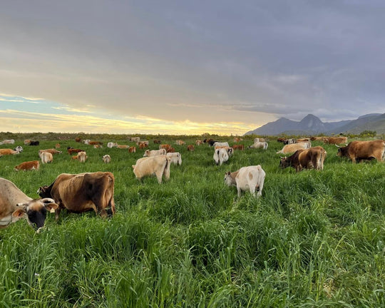 Lean Grass-Fed Beef Mince | Dry-Aged