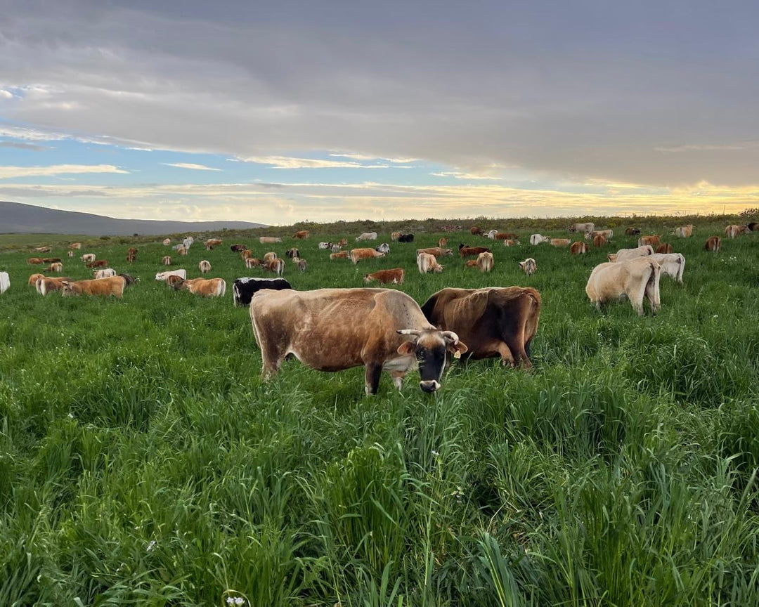 Lean Grass-Fed Beef Mince | Dry-Aged
