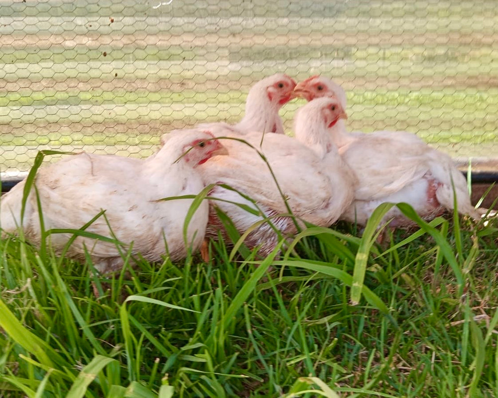 Pasture-Raised Spatchcock Chicken - Mediterranean