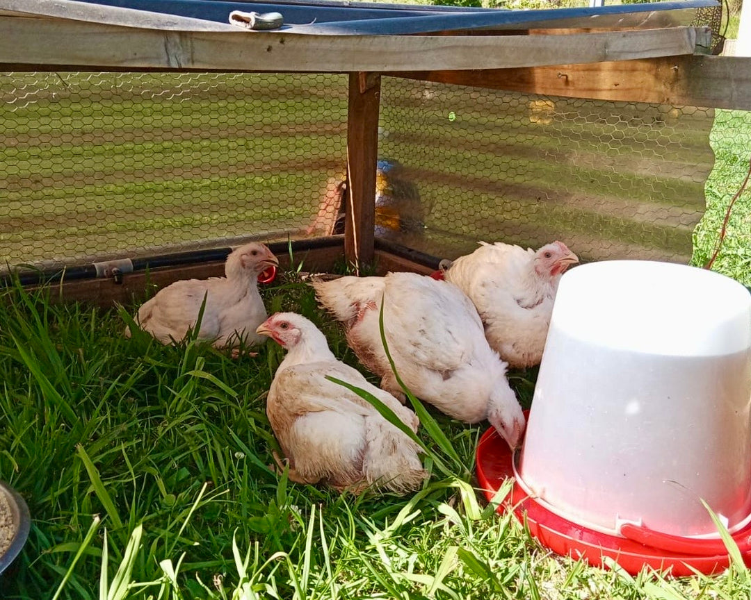 Pasture-Raised Whole Chicken